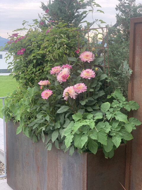 Privatverkauf: Dachterrassenwohnung in Altach mit ca 65 m2 Dachterrasse