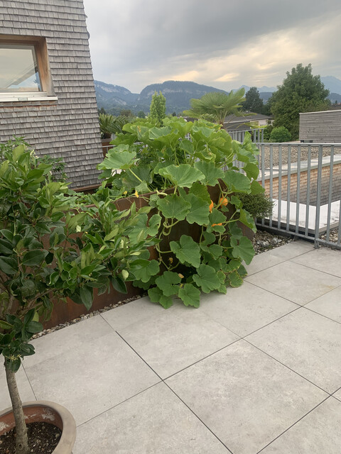 Privatverkauf: Dachterrassenwohnung in Altach mit ca 65 m2 Dachterrasse